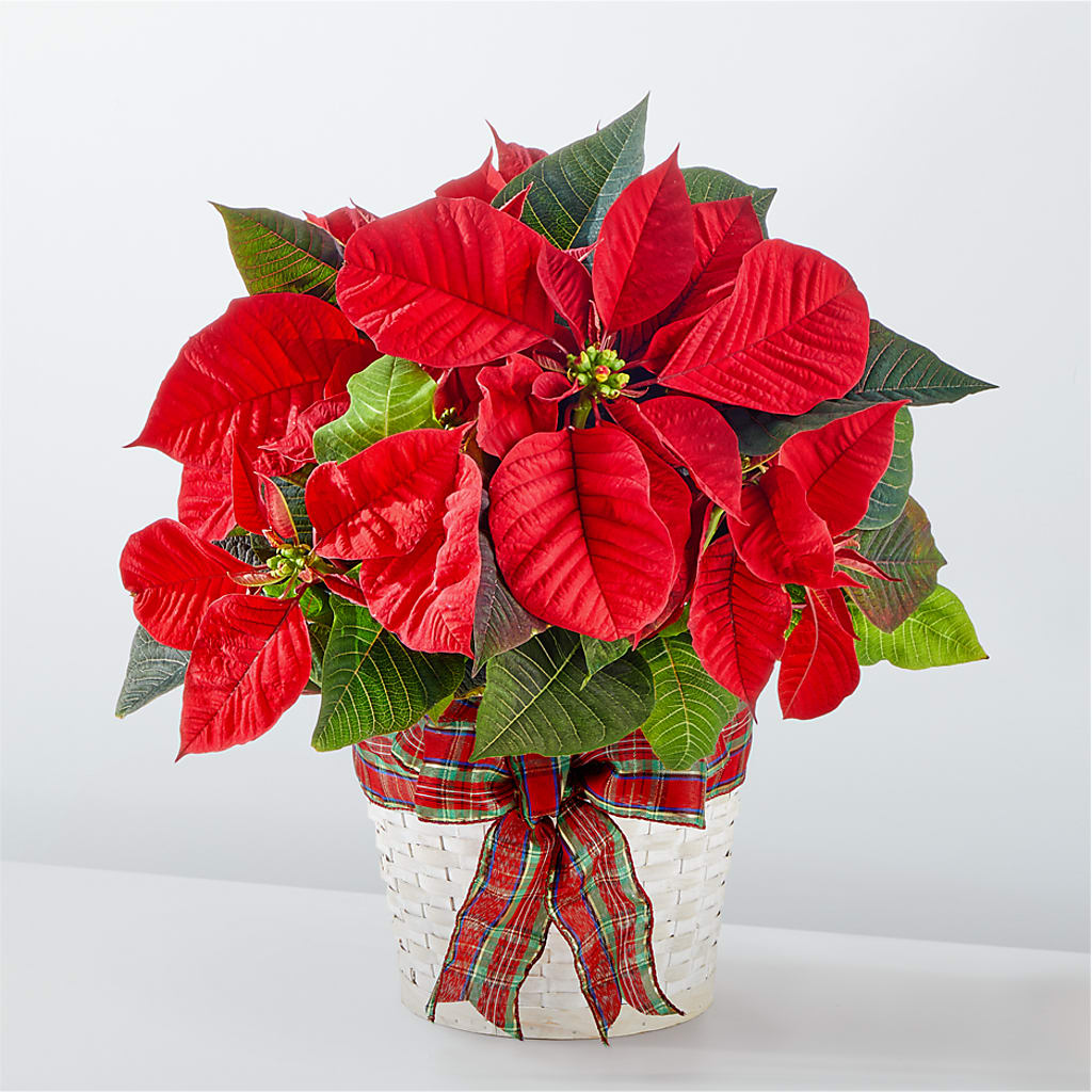 Happiest Holidays Poinsettia – Queen Ofe Florist, San Jose CA