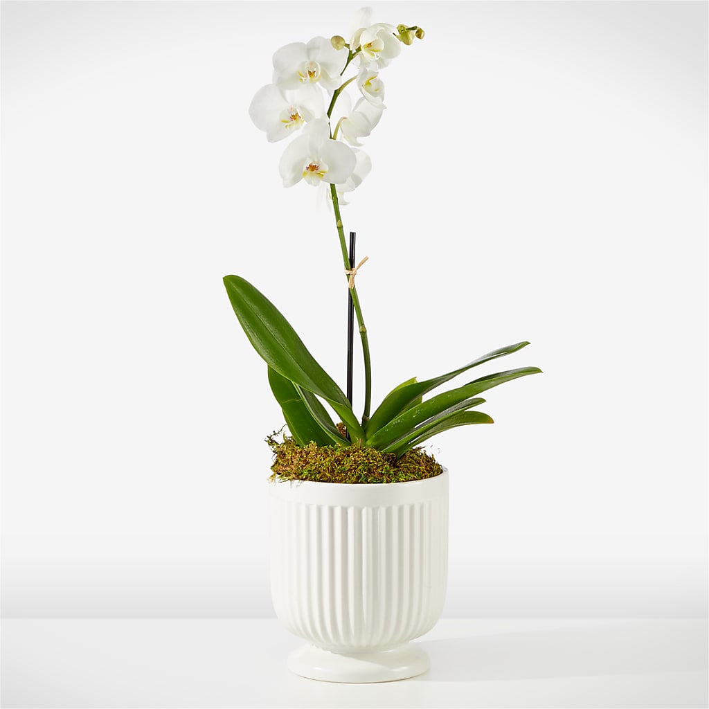 Whispering White Orchid – Queen Ofe Florist, San Jose CA