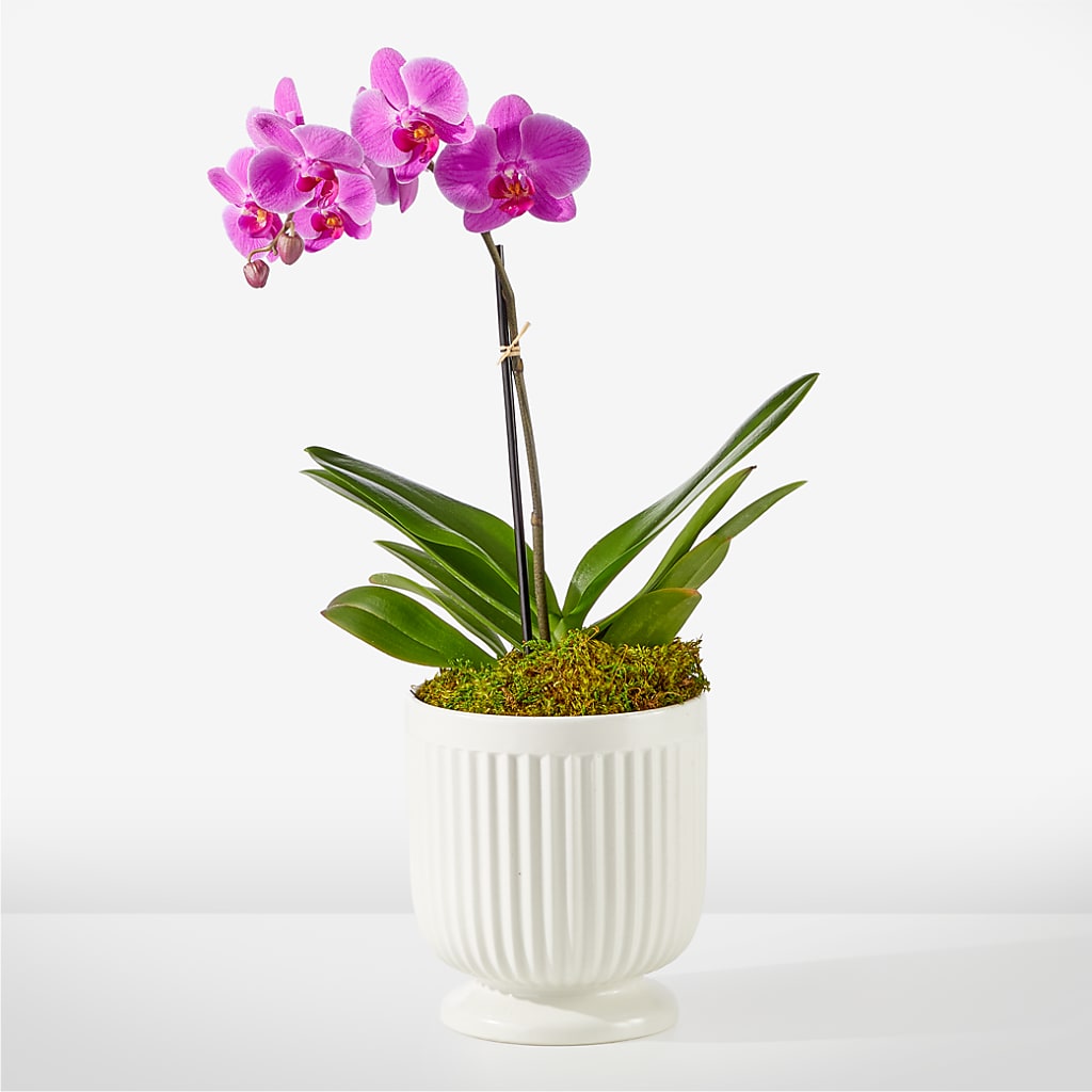 Friendly Fuchsia Orchid – Queen Ofe Florist, San Jose CA