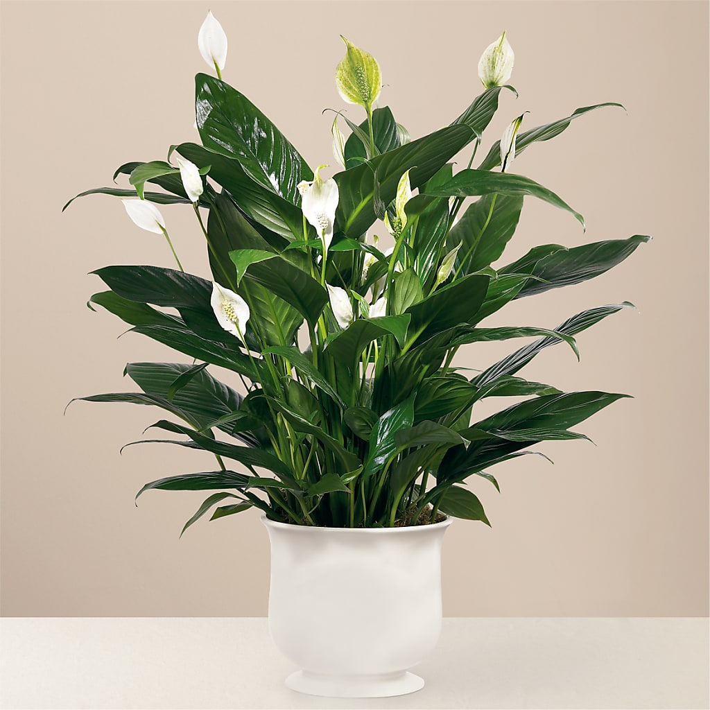 Comfort Planter – Queen Ofe Florist, San Jose CA