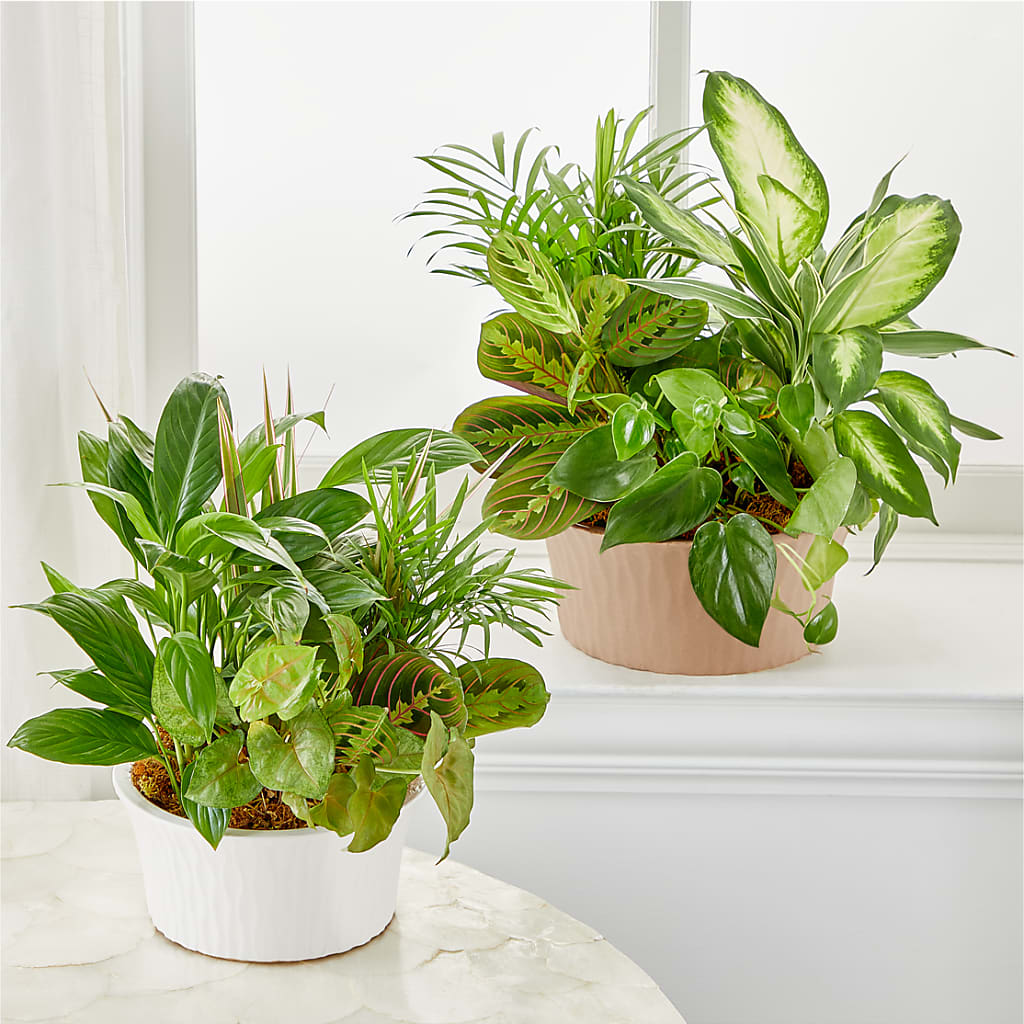 Balance & Harmony Dishgarden – Queen Ofe Florist, San Jose CA