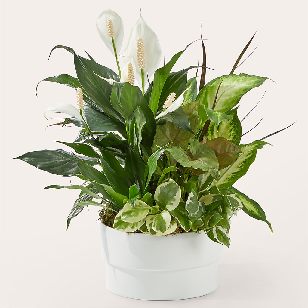 Radiating Positivity Dishgarden – Queen Ofe Florist, San Jose CA