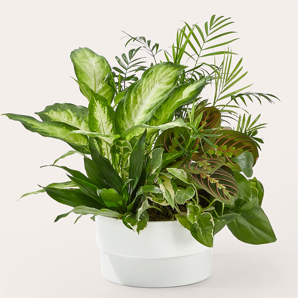 Radiating Positivity Dishgarden – Queen Ofe Florist, San Jose CA