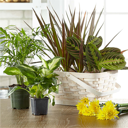 Florist Designed Blooming and Green Plants in a Basket –  Queen Ofe Florist, San Jose CA