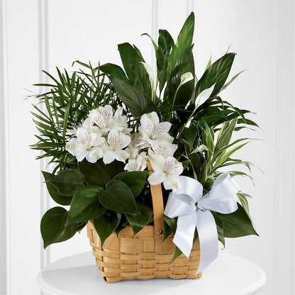Peace & Serenity Dishgarden –  Queen Ofe Florist, San Jose CA