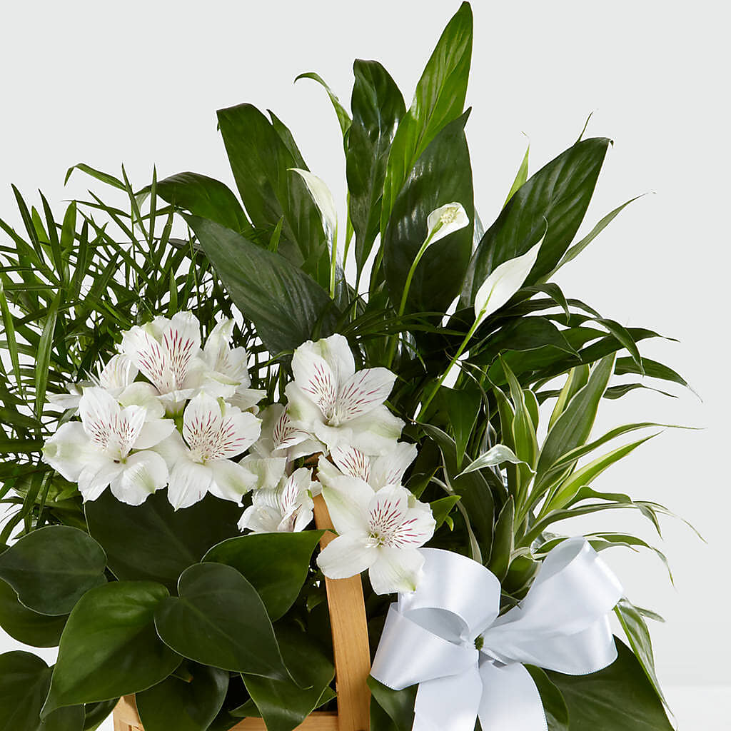 Peace & Serenity Dishgarden –  Queen Ofe Florist, San Jose CA