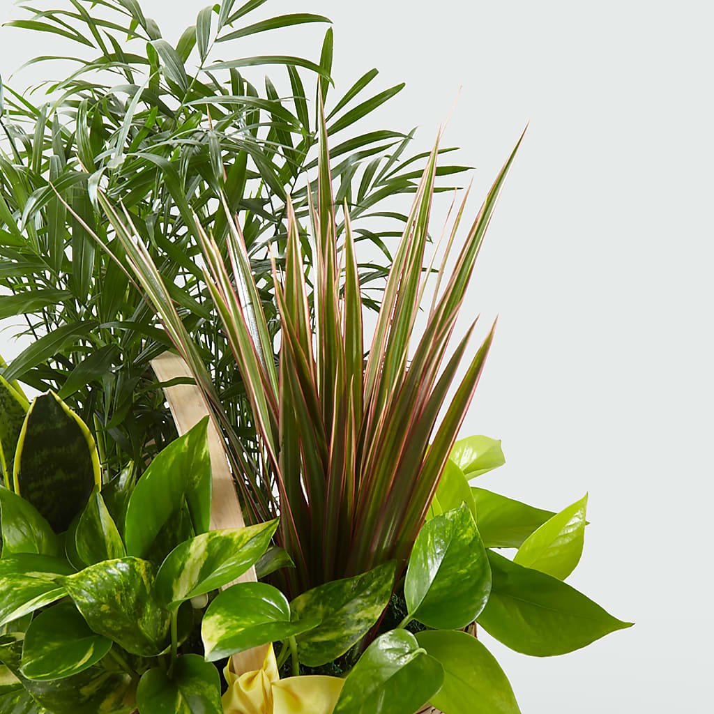 French Garden –  Queen Ofe Florist, San Jose CA