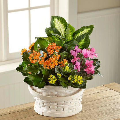 Color Crush Dishgarden –  Queen Ofe Florist, San Jose CA