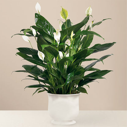 Comfort Planter –  Queen Ofe Florist, San Jose CA