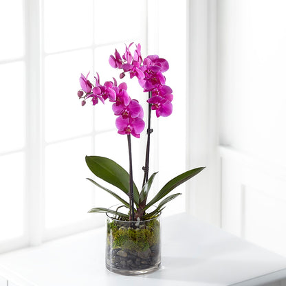 Pink Orchid Plant –  Queen Ofe Florist, San Jose CA