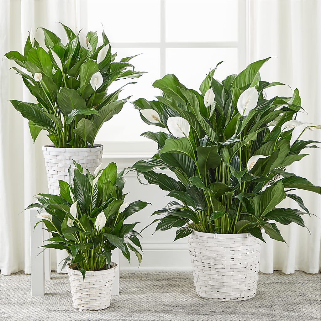 A New Leaf Peace Lily –  Queen Ofe Florist, San Jose CA