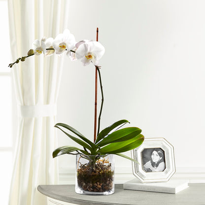 White Orchid Planter –  Queen Ofe Florist, San Jose CA